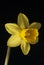 Close up of daffodil against dark background
