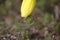 Close-up of daffodil bloom and ground cover