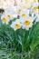 Close up of daffodils. Variety of white flowers with orange center.