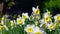 Close up daffodils yellow slow motion. Beautiful yellow narcissus flower with fresh green leaves in bright light with