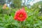 Close up Dahlia Coral red