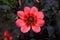 A close up of Dahlia `Dahlegria Tricolore` Collaratte Type - a fantastic single flowered dahlia