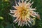 Close-up of a Dahlia flower dahlia cultivar Garden Party growing