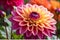 Close-Up of a Dahlia in Full Bloom - Vibrant Shades of Fuchsia and Orange, Delicate Dew Drops Adorning Petals