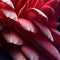 A Close-up of the Dahlia\'s Exquisite Petals