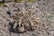 Close up of a Dahlia tuber