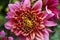 Close-up of the Dahlia variety Vancouver with a violet inflorescence growing in the foothills of the Caucasus