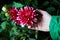 Close up dahlias flower in child`s hands growing