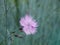 A close-up of a dainty flower of maiden pink on blurred background.