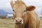 Close-up of a Dairy Cow