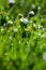 Close up of daisies in green grass with dew drops in the morning