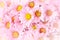 Close up daisies pink