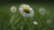 a close up of a daisy in a field of grass with other daisies in the background and a blurry image of the back ground