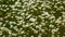 Close up of daisy field for textured natural background pattern