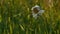 Close up of daisy flower with a spider and web on green field background. Creative. Defocused summer field, insect, and