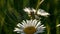 Close up of daisy flower with a spider and web on green field background. Creative. Defocused summer field, insect, and