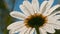 Close up of daisy flower wth water drops on blurred natural field and sky background. Creative. Falling summer rain on a