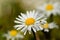 Close-up of a daisy in a meadow