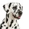 Close-up of a Dalmatian