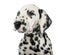 Close-up of a Dalmatian puppy