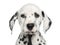 Close-up of a Dalmatian puppy facing, looking at the camera