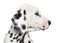 Close-up of a Dalmatian puppy\'s profile, isolated