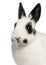 Close-up of Dalmatian rabbit, 2 months old