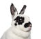 Close-up of Dalmatian Rabbit against white background