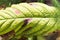 Close up damage to the leaves of the chestnut miner moth Cameraria ohridella.