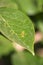 Close-up of a damaged persimmon leaf