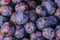 close up damsons. small purple-black plumlike fruit.