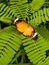 Close Up of Danaus chrysippus Butterfly.Plain Tiger butterfly sitting on the Grass Plants during springtime in its natural habita