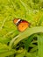 Close Up of Danaus chrysippus Butterfly.Plain Tiger butterfly sitting on the Grass Plants during springtime in its natural habita