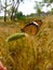 Close Up of Danaus chrysippus Butterfly.Plain Tiger butterfly sitting on the Grass Plants during springtime in its natural habitat