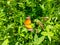 Close Up of Danaus chrysippus Butterfly.Plain Tiger butterfly sitting on the Grass Plants during springtime in its natural habitat