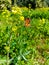 Close Up of Danaus chrysippus Butterfly.Plain Tiger butterfly sitting on the Grass Plants during springtime in its natural habitat