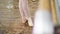 Close up, in dancing hall, ballerina in ballet shoes performs tendu aside, grand battement, elegantly, standing near