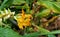 Close up Dancing Ladies Ginger Flowers with Buds Isolated on Nat