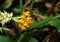 Close up Dancing Ladies Ginger Flowers with Buds Isolated on Nat