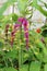 Close Up of A Dancing Lady Ginger Flower