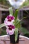 Close up of Dancing Lady orchid Oncidium Varicosum, Oncidium GoldianaÑŽ