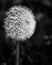 Close-up of dandelion