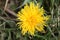 Close-up of dandelion bloom in grass