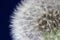 Close up of a dandelion clock pictured against a blue backgroung