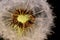 Close-up of a dandelion with drops of water