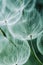 Close-Up of a Dandelion Flower