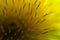 Close up dandelion flower