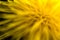 Close up dandelion flower