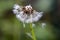 Close-up dandelion flower, fragility and freshness, beauty in nature, green growth, foreground focus