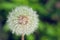 A close-up of a dandelion flower gone to seed